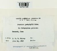 Puccinia podophylli image