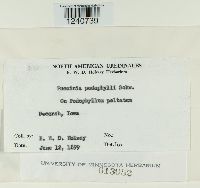 Puccinia podophylli image