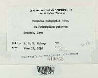 Puccinia podophylli image