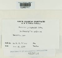 Puccinia podophylli image