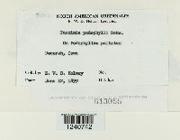 Puccinia podophylli image