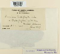 Puccinia podophylli image