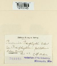 Puccinia podophylli image