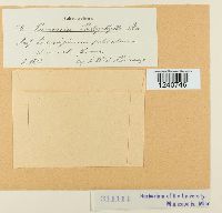 Puccinia podophylli image