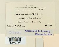 Puccinia podophylli image