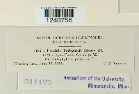 Puccinia podophylli image