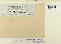 Puccinia podophylli image