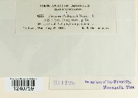 Puccinia podophylli image