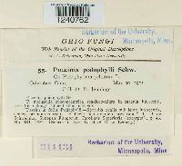 Puccinia podophylli image