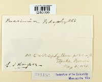 Puccinia podophylli image