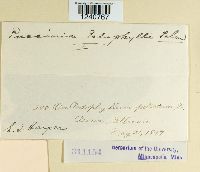 Puccinia podophylli image