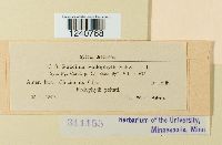 Puccinia podophylli image