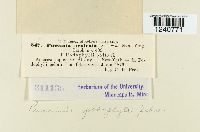 Puccinia podophylli image