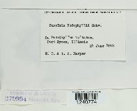 Puccinia podophylli image