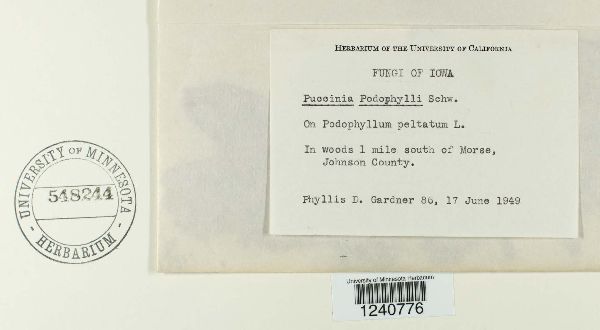 Puccinia podophylli image