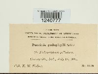 Puccinia podophylli image