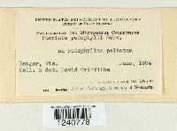 Puccinia podophylli image