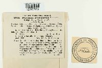 Puccinia podophylli image