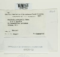 Puccinia podophylli image