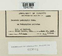 Puccinia podophylli image