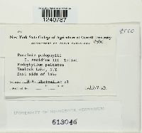 Puccinia podophylli image