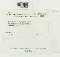 Puccinia podophylli image