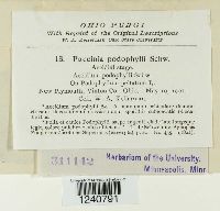 Puccinia podophylli image