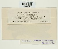 Puccinia podophylli image