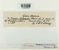 Puccinia podophylli image