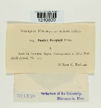 Puccinia podophylli image