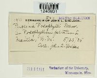 Puccinia podophylli image