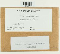 Puccinia podophylli image