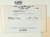 Puccinia podophylli image