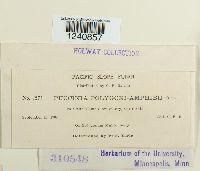 Puccinia polygoni image