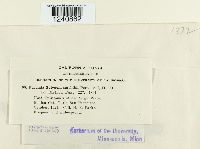 Puccinia polygoni image