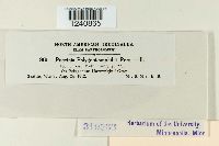 Puccinia polygoni image