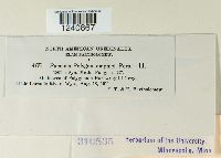 Puccinia polygoni image