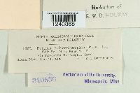 Puccinia polygoni image