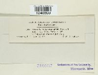 Puccinia polygoni image