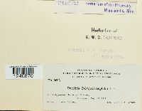 Puccinia polygoni image