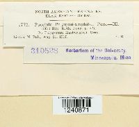 Puccinia polygoni image