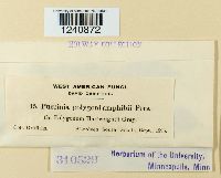 Puccinia polygoni image