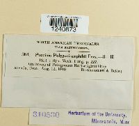 Puccinia polygoni image