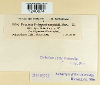 Puccinia polygoni image