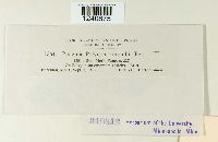 Puccinia polygoni image