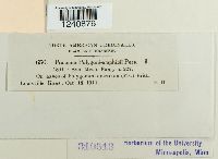 Puccinia polygoni image