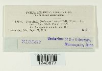 Puccinia polygoni image