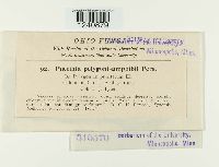 Puccinia polygoni image