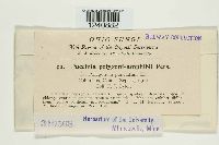 Puccinia polygoni image