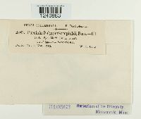 Puccinia polygoni image